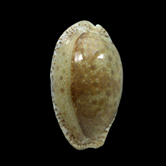 erosa chlorizans 50,0mm BIG