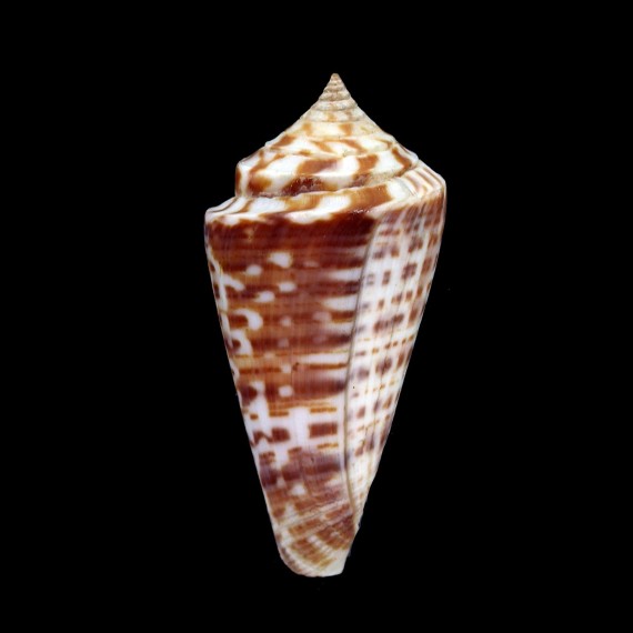 regularis 44,6mm