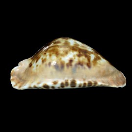 marginata consueta 62,3mm