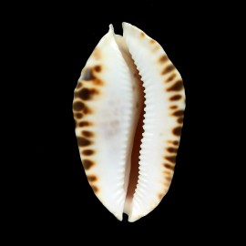 marginata consueta 62,3mm