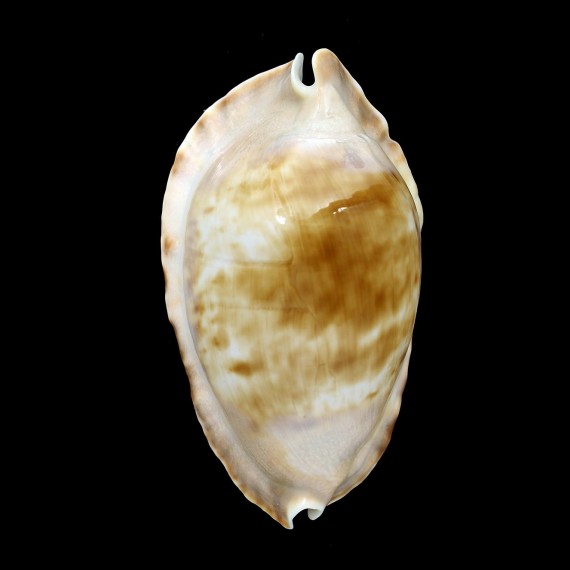 marginata consueta 69,0mm GIANT