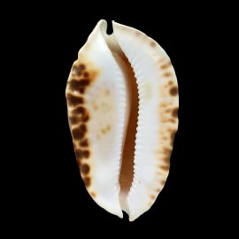 marginata consueta 69,0mm GIANT