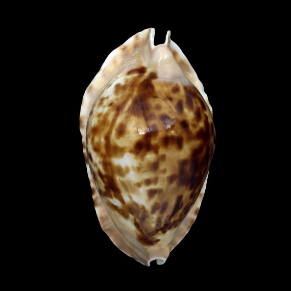 marginata consueta 62,3mm