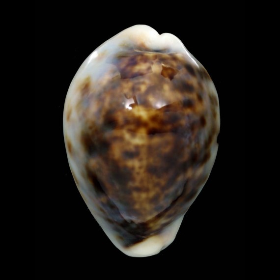 tigris 72,2mm