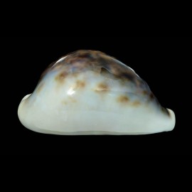 tigris 72,2mm