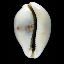 tigris 72,2mm