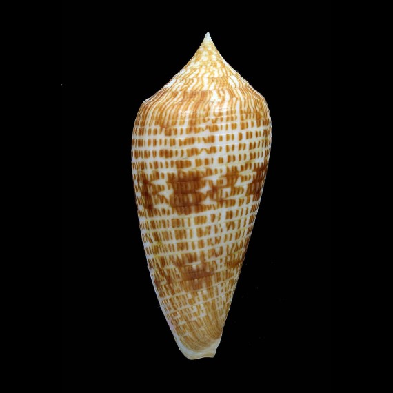 armadillo 69,1mm SUPERB