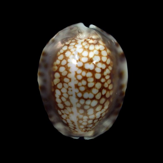 depressa 29,7mm DWARF