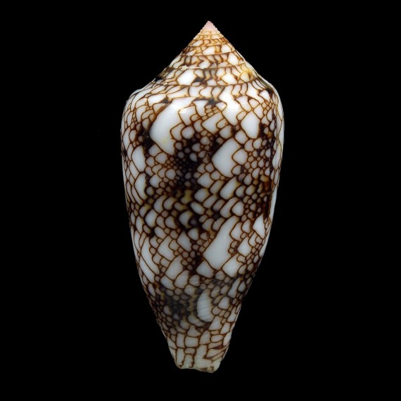 canonicus 47,5mm