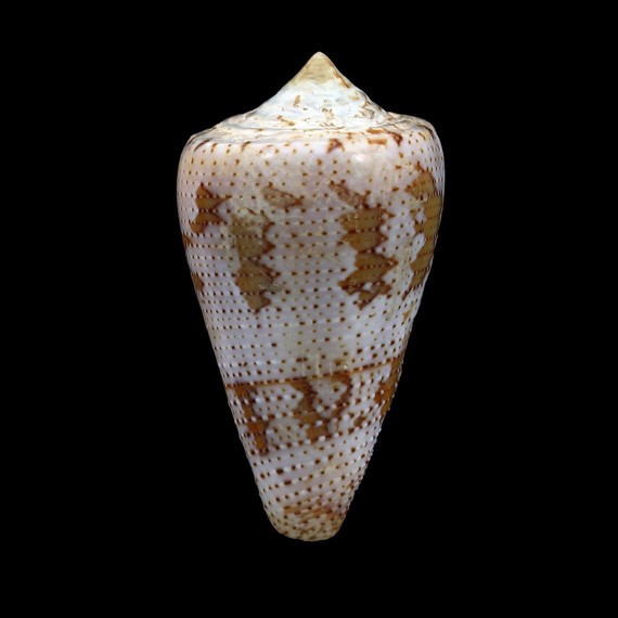 cedonulli 39,7mm