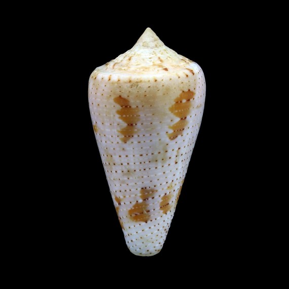 cedonulli 42,8mm