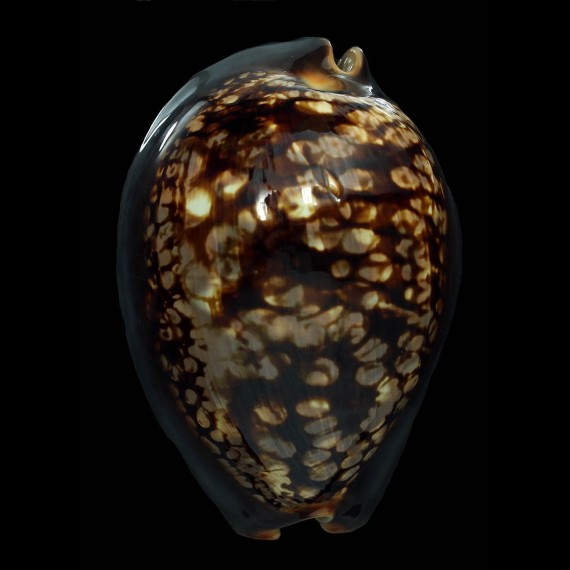 mauritiana 100,4mm BIG