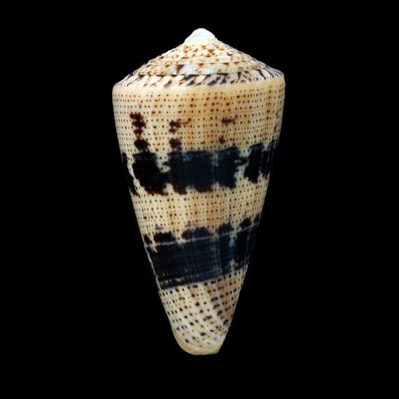 augur 53,6mm