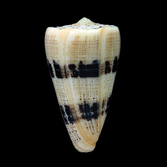 augur 59,4mm