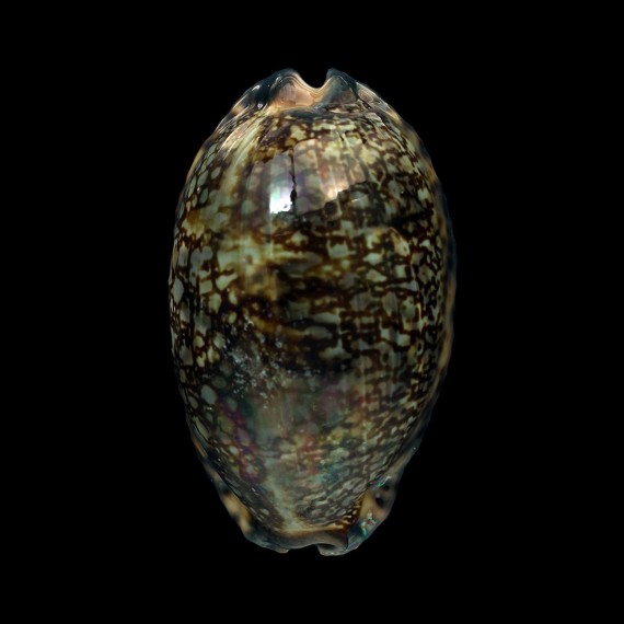 eglantina 66,6mm