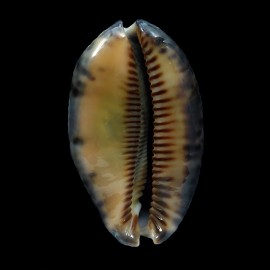 eglantina 66,6mm