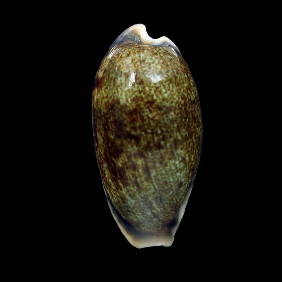 caurica elongata 53,4mm