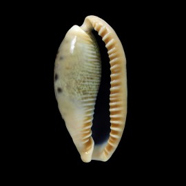 caurica elongata 53,4mm