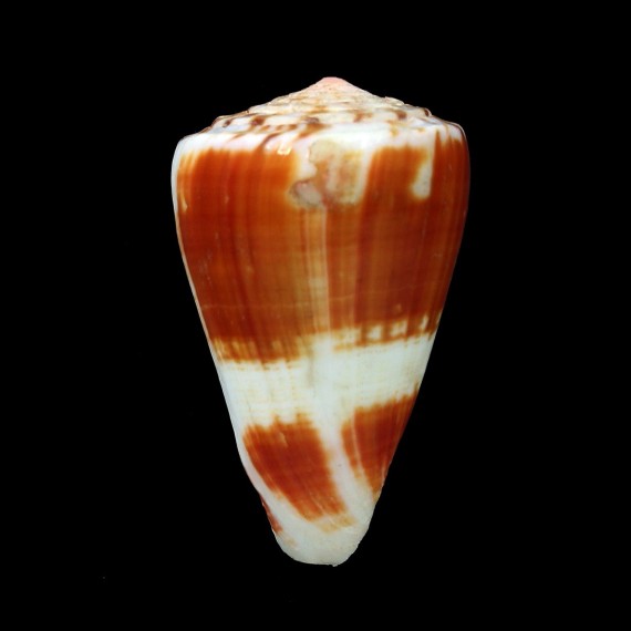 lischkeanus subroseus 45,7mm