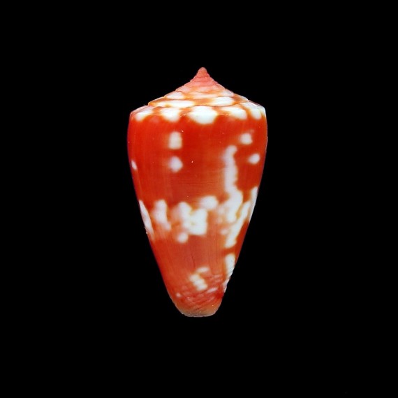 tourosensis 19,5mm A BEAUTY