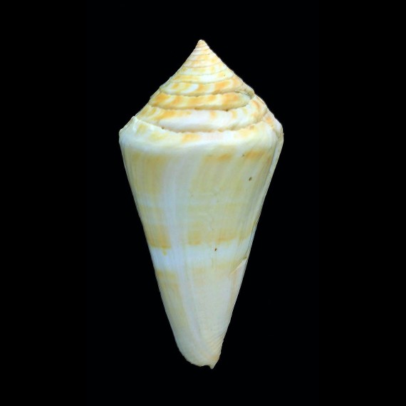 stimpsoni 76,5mm WRS