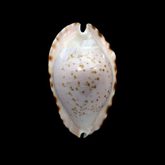 marginata bataviensis 49,4mm