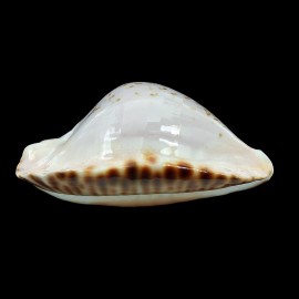 marginata bataviensis 49,4mm