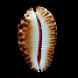 marginata bataviensis 49,4mm