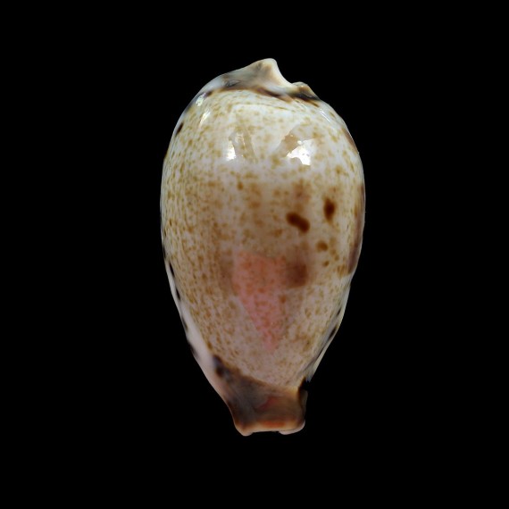pulchella 43,1mm