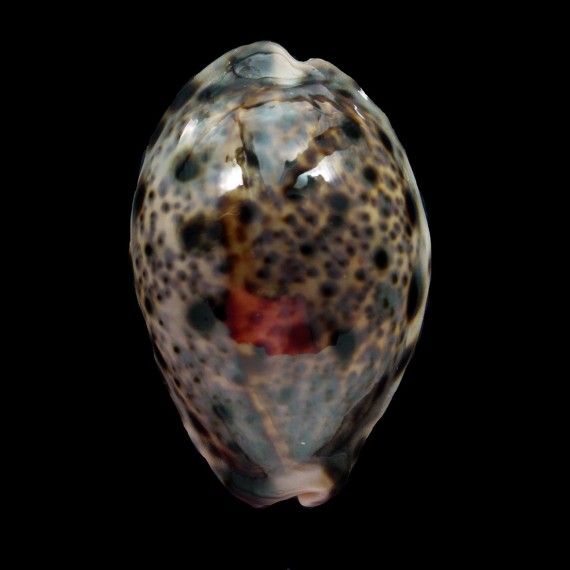 lynx williamsi 47,4mm
