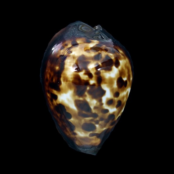 decipiens 47,8mm