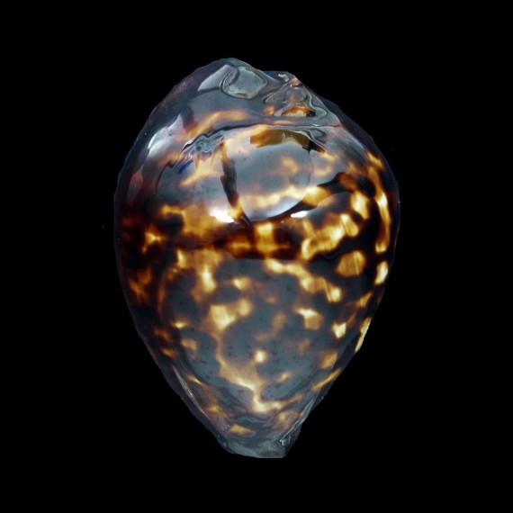 decipiens 50,7mm