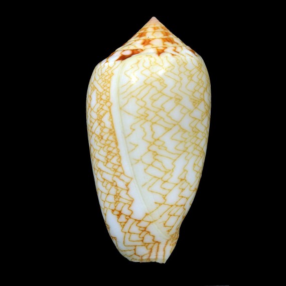 textile sirventi 67,3mm
