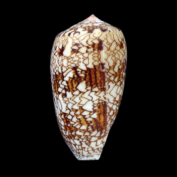 textile "anakaoensis" 65,0mm
