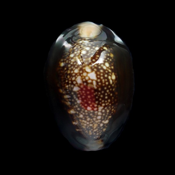 caputserpentis 41,2mm BIG