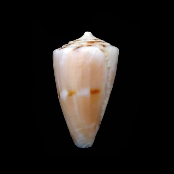 kalafuti