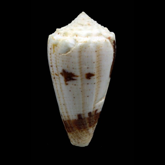 varius 56,4mm BIG
