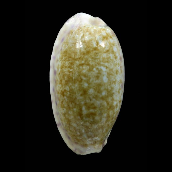 chinensis 51,0mm BIG