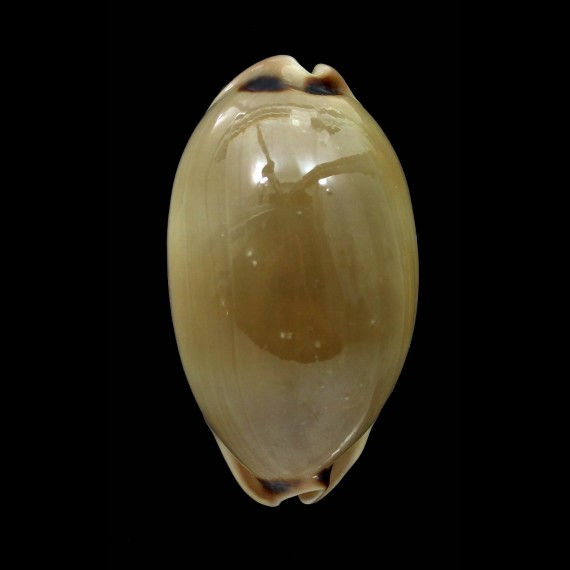 pulchra 54,6mm