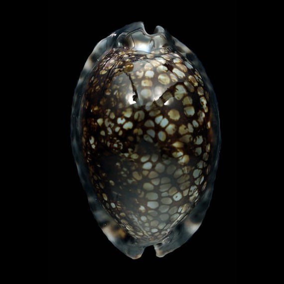 maculifera 69,1mm DARK