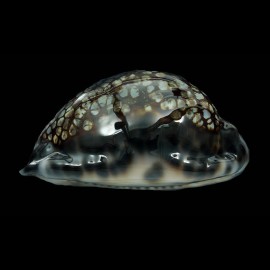 maculifera 69,1mm DARK