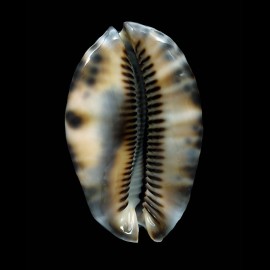maculifera 69,1mm DARK