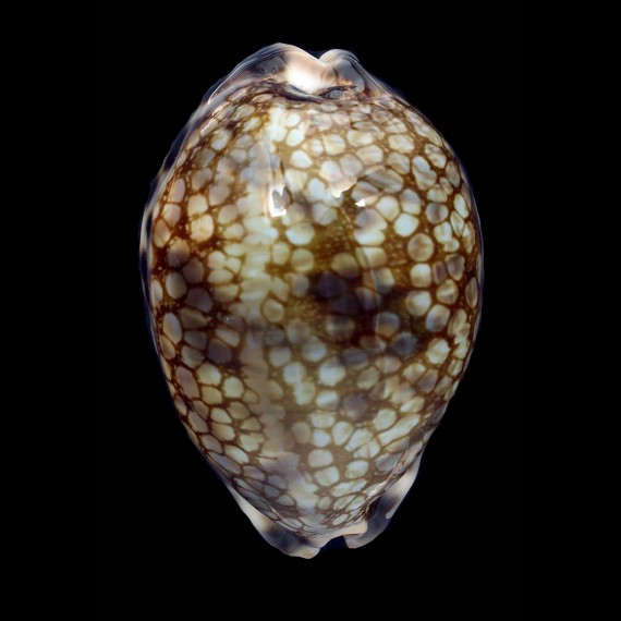 histrio westralis 73,1mm