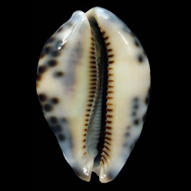 histrio westralis 73,1mm