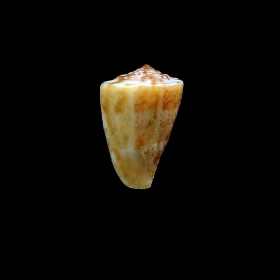 rutilus 9,4mm
