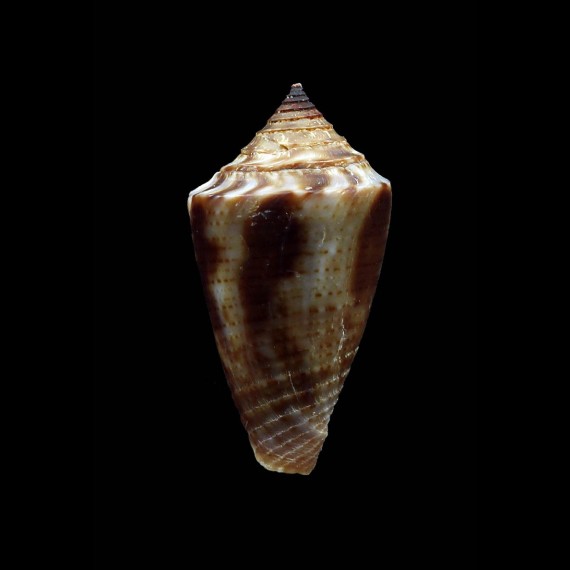 simonei 25,2mm BIG