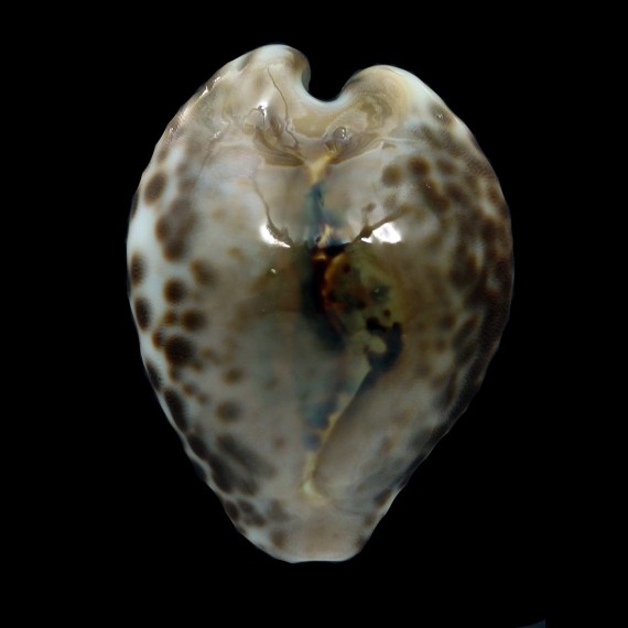 teulerei 44,0mm