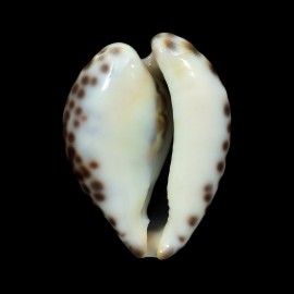 teulerei 44,0mm