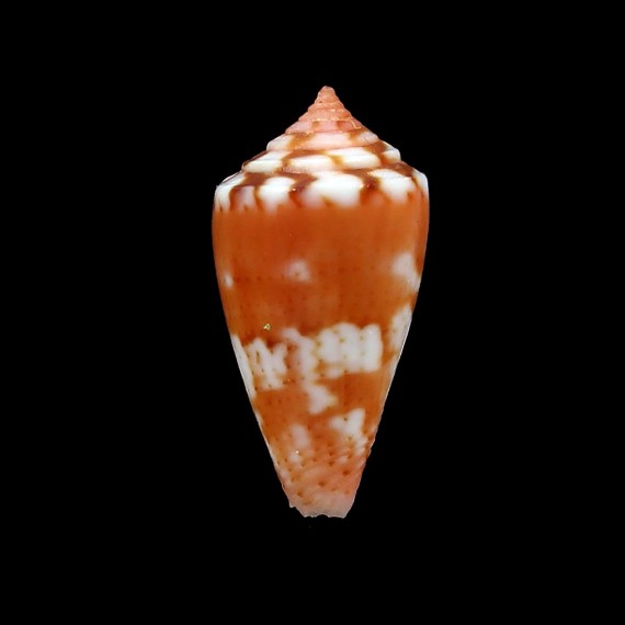 Conidae SP 19,6mm