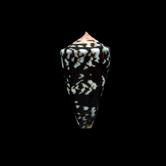 cargilei 20,0mm